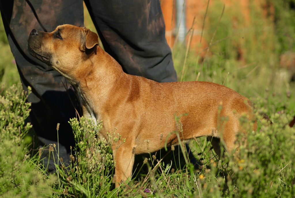 Staffordshire Bull Terrier