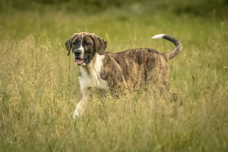 Transmontano lice chienne d'élevage