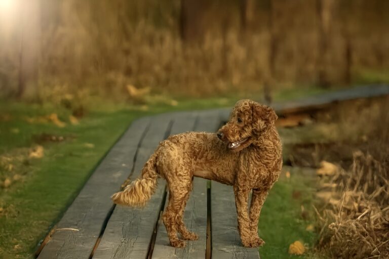 caniche nain lice chienne d'élevage