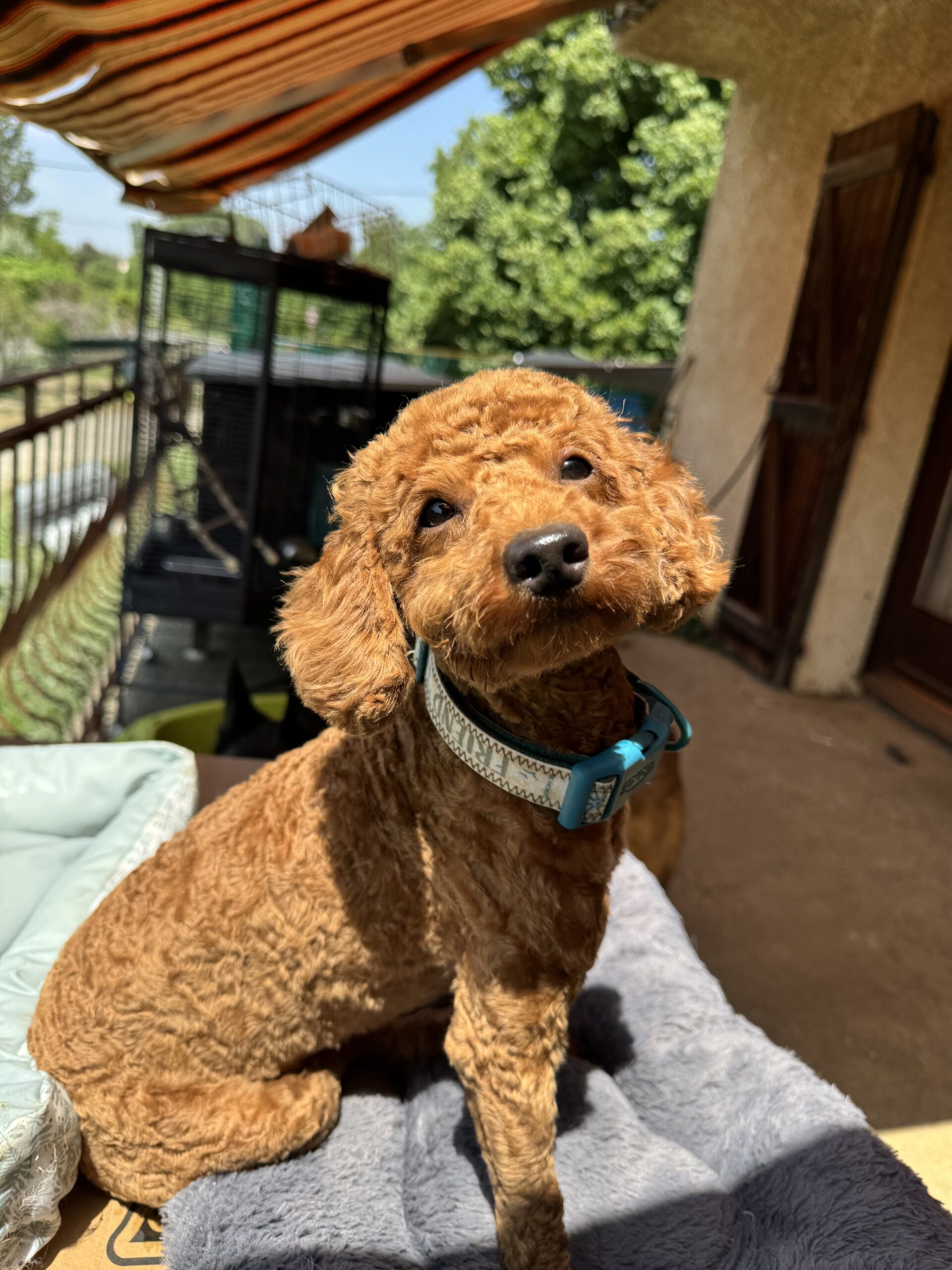 souvenir caniche fauve reproductrice chiot