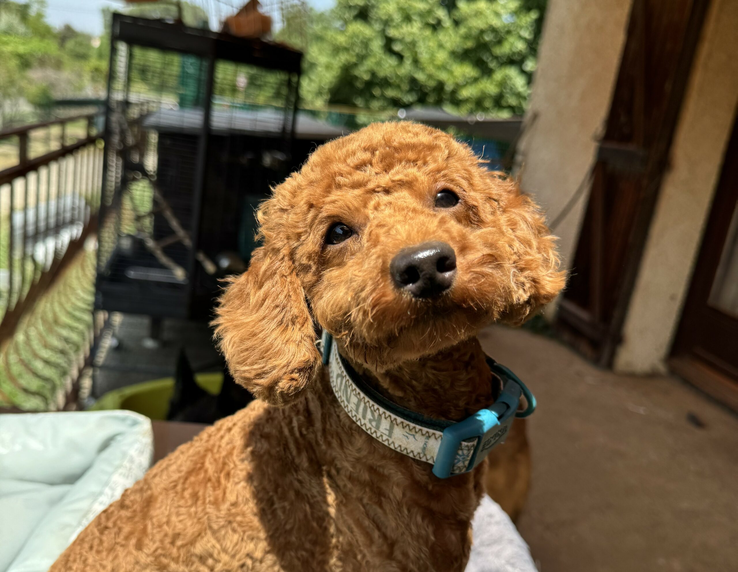 caniche nain couleur fauve 1 an