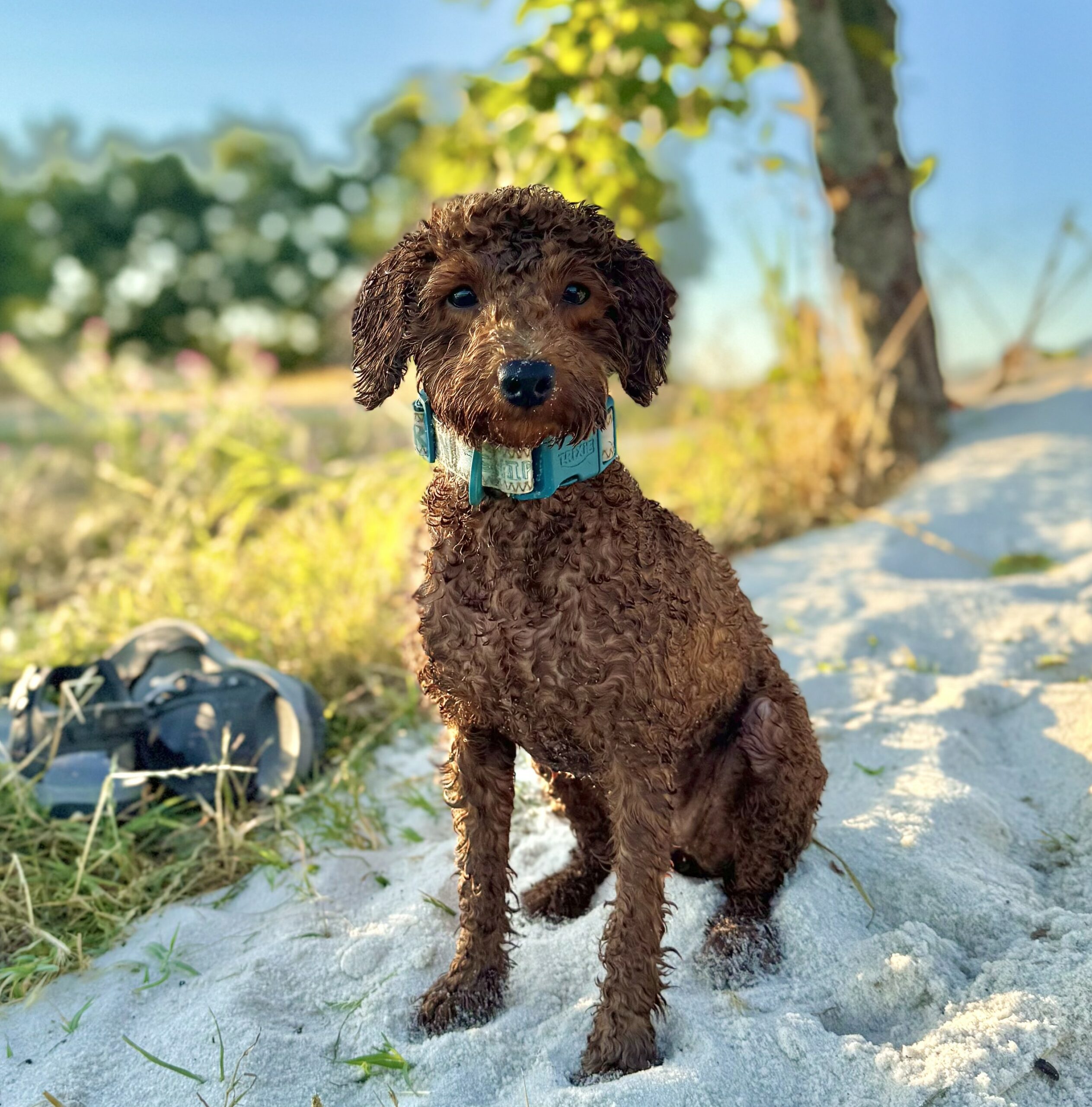 caniche nain couleur fauve Souvenir 1 an