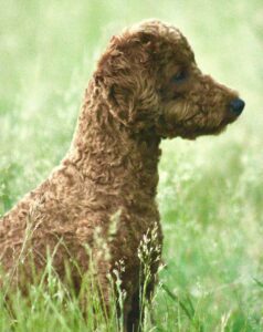 Caniche nain fauve Vivid Souvenir of Dypsie Del Rey Rakashi