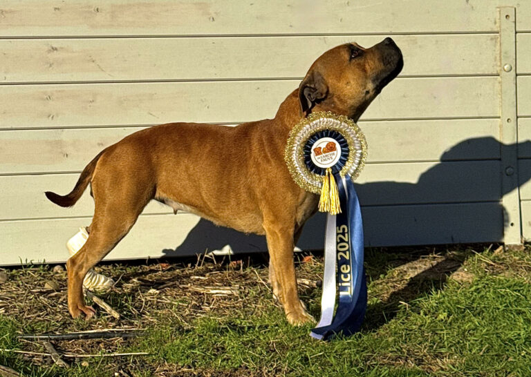 portée 2025 staffy chienne gestante Lilith