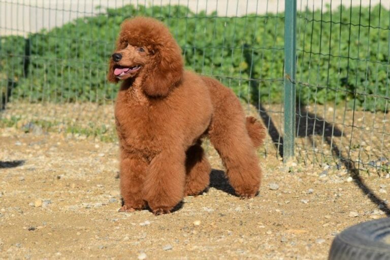 Ultime Wild Red Poodle Del Rey Rakashi
