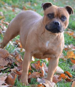 mamie Lilith Oranginia Staffie fauve