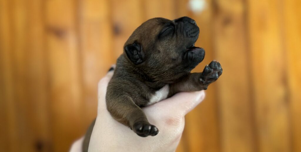 Chiots staffies à réserver âge 1 semaine