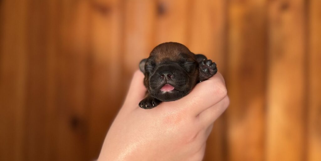 Chiot Staffie âge 1 semaine disponible