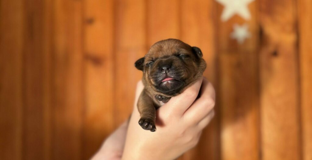 Chiot Staffie dispo âge 1 semaine