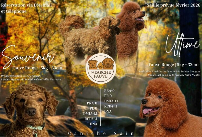 Mariage caniche 2026 Souvenir et Ultime