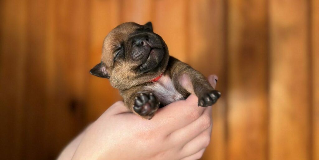 chiot staffie dispo âge 1 semaine