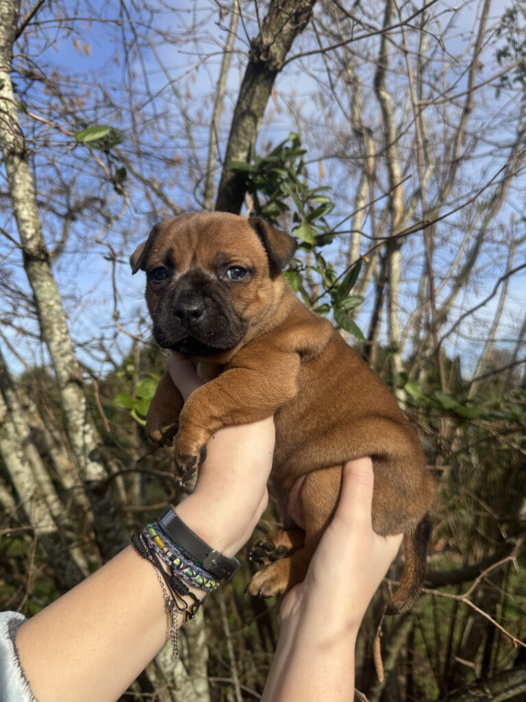 chiot staffie portée staffordshire bull terrier
