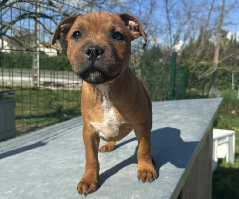 chiot staffy rouge 3 mois