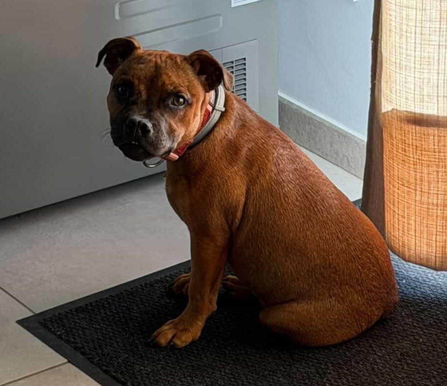 chiot staffie 5 mois né chez l'arche fauve élevage familial