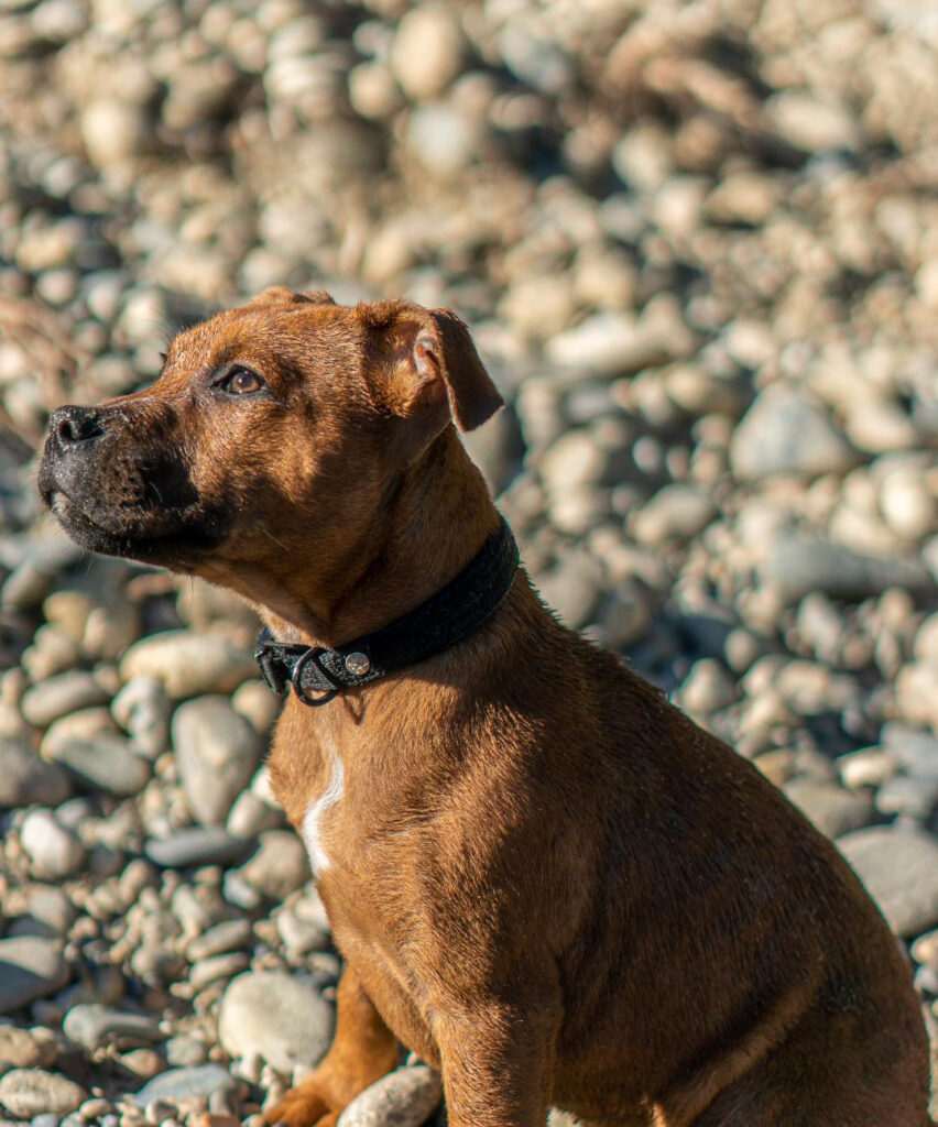 chiot staffie 5 mois né chez l'arche fauve élevage familial