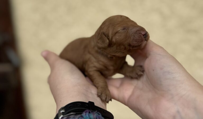 chiot caniche nain à vendre à réserver 1 semaine