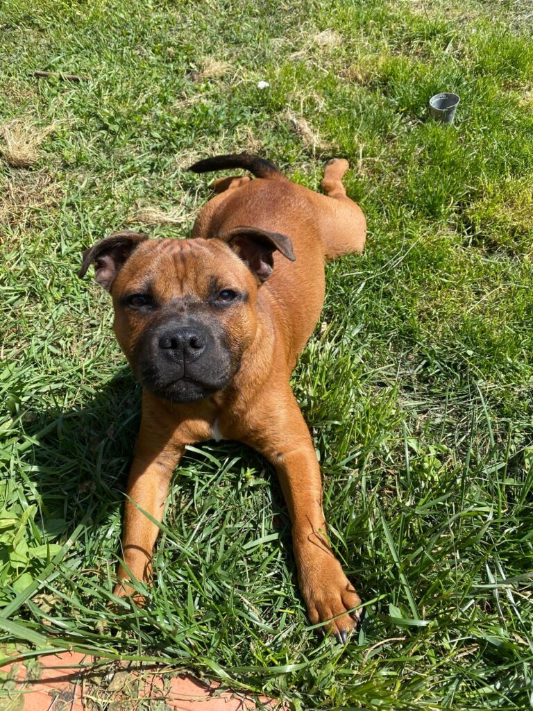 chiot staffie 5 mois né chez l'arche fauve élevage familial