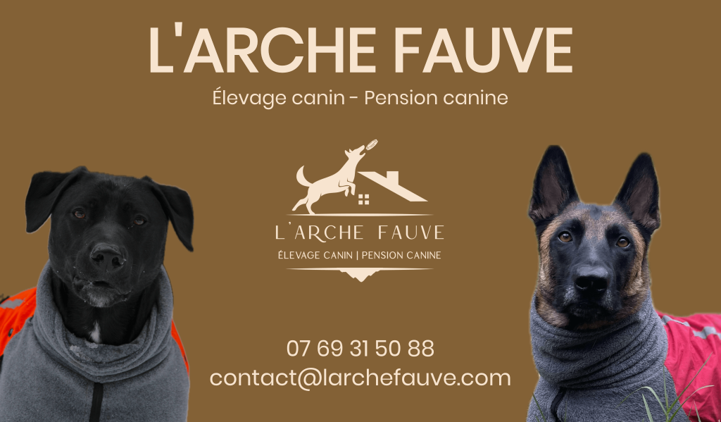 l'arche fauve image d'acceuil pension canine et élevage canin